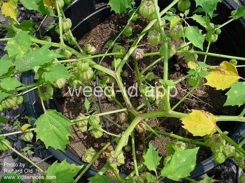 groundcherry, cutleaf